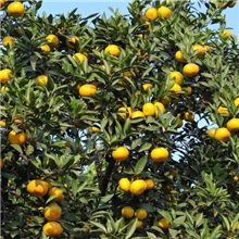 [图]大量代购供应湖南石门柑橘桔子早熟迟熟