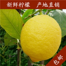 中国柠檬之都四川安岳柠檬新鲜黄柠檬产地直销小柠檬