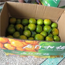 农场直销石门60-80光头果柑橘价格