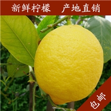 新鲜黄柠檬现摘批发柠檬之都产地直销尤力克
