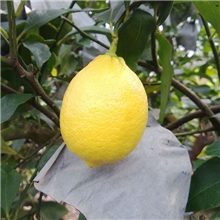 中国柠檬之都安岳柠檬50果新鲜黄柠檬产地直销