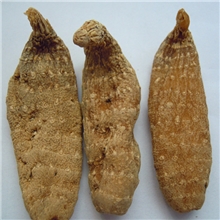 长白山天麻野生大天麻正品特级新货没熏硫支持验货