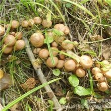 批发【威虎】东北特产野生榛蘑头10斤/1箱特产蘑菇食用菌