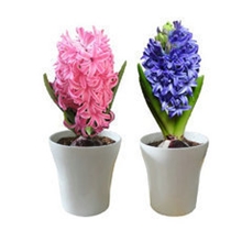 现货荷兰进口风信子种球盆栽花卉风信子批发水仙等