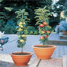 苹果树苗盆栽当年结果盆景观果红富士果肉细嫩很香甜