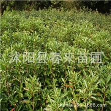 基地直销优绿化灌木法国冬青珊瑚树法国冬青小苗批发规格齐全