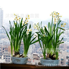 水培盆栽漳州水仙花种球水培植物水仙花批发盆栽花卉
