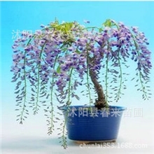 基地直销优质紫藤藤本植物紫藤花苗攀缘花卉庭院盆栽植物