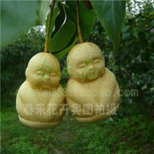 女娲果树人参果苗子人参果树苗盆栽当年结果人参果娃娃