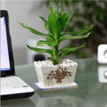 盆栽植物观音竹莲花竹桌面植物可水培迷你盆栽带盆栽好