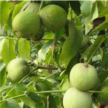 直销辽宁一号核桃苗优质品种果树苗产量高薄壳核桃树苗