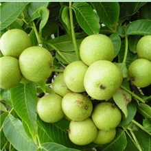 批发核桃树苗核桃苗8518高产早熟生长快核桃苗果树苗木