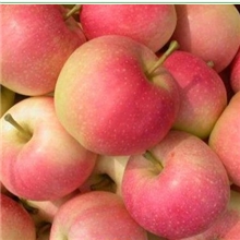 直销苹果苗红富士苹果树苗水果苗香脆可口