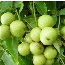 供应高产优质核桃苗薄皮核桃苗建业园艺核桃苗