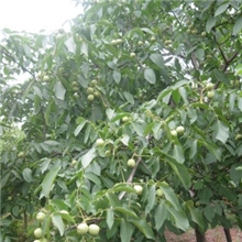 薄皮核桃苗香玲核桃苗欢迎订购低价促销