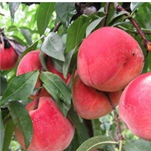 供应优质桃树苗丰产耐储硬肉脆甜适应广经济效益高桃苗