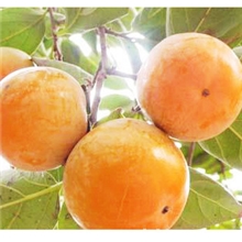 长期供应优质果树苗柿子苗品种纯正成活率高