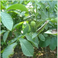 大量批发嫁接优质核桃苗香玲核桃苗优质销售中