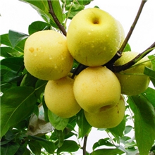 建业园艺场大量供应梨树苗品种齐全成活率高