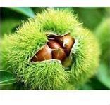 建业园艺场长期大量供应果树苗板栗苗成活率高