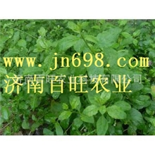 菜用枸杞种子枸杞菜种子叶片较大，以嫩茎和叶片供蔬菜食用