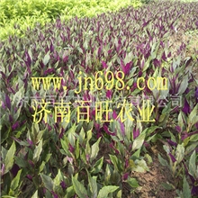 厂家直销特价紫背天葵种苗紫背天葵紫色蔬菜种子