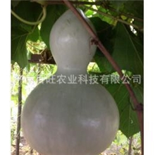 大瓶葫芦种子葫芦种子观赏葫芦种子