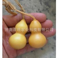 手捻把玩微型小葫芦种子微型葫芦种子盆栽观果植物观赏葫芦