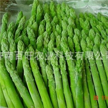 供应进口优质芦笋种苗种子批发芦笋种苗