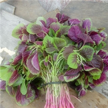 蔬菜种子大圆叶红苋菜种子红苋菜种子特菜种子批发