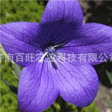 供应药用食用桔梗种子宣肺、祛痰、排脓等功用中药材种子