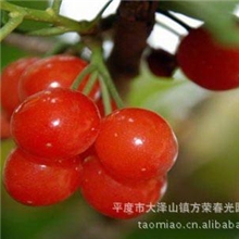 批发供应1年生樱桃苗，樱桃小苗，大樱桃小苗，量大从优