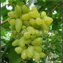 青岛大泽山批发供应金手指葡萄苗【图】