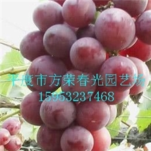 大泽山种植基地长期供应玫瑰香葡萄苗