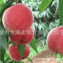 大泽山庄园批发供应优质桃苗&mdash;曙光量大从优【图】