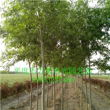 供应美国竹柳，竹柳枝条