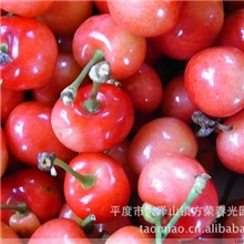 供应高档美早大樱桃树苗，黄蜜，先锋，冰糖樱，红灯大樱桃苗