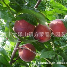 平度大泽山庄园专业供应优质桃树苗成活率高【图】