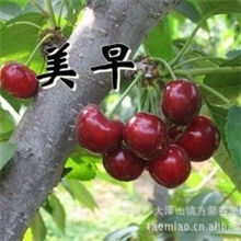 山东供应出2-18公分大樱桃苗，果树苗木，樱桃树苗【图】