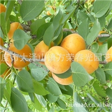 供应果树苗新品种，优质杏树苗