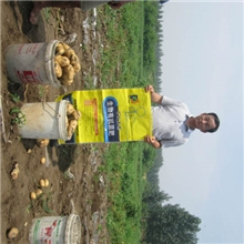 土豆高产生物有机菌肥，青岛农户亩产过万