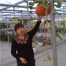 香蕉专用有机肥