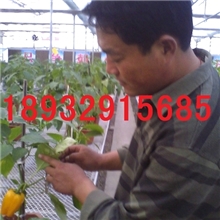 育苗基质有机肥