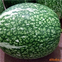 基地供应稀有品种，绿色食品瓜果，风靡欧美港澳台鱼翅瓜