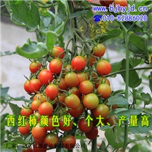 【地富原有机肥】蔬菜、大田专用有机肥料生物肥复混肥料高产