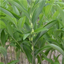 长期供应高营养保健食品优质无公害干玉竹参（记录生长过程）