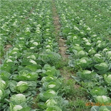 蔬菜苗后除草剂.芹菜、大蒜、大葱、香菜、韭菜、胡萝卜、甘蓝等