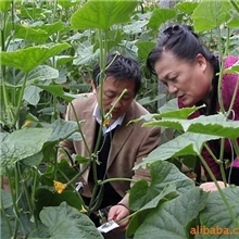 供应捕食螨-胡瓜钝绥螨平均减少农药使用量2kg/亩&middot;年