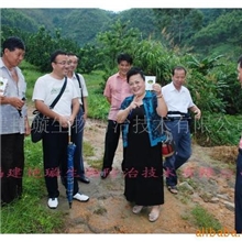 供应捕食螨-讲解捕食螨的使用方法