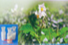 嘧菌酯原药批发江苏维尤纳特精细化工厂价直销优质嘧菌酯原药